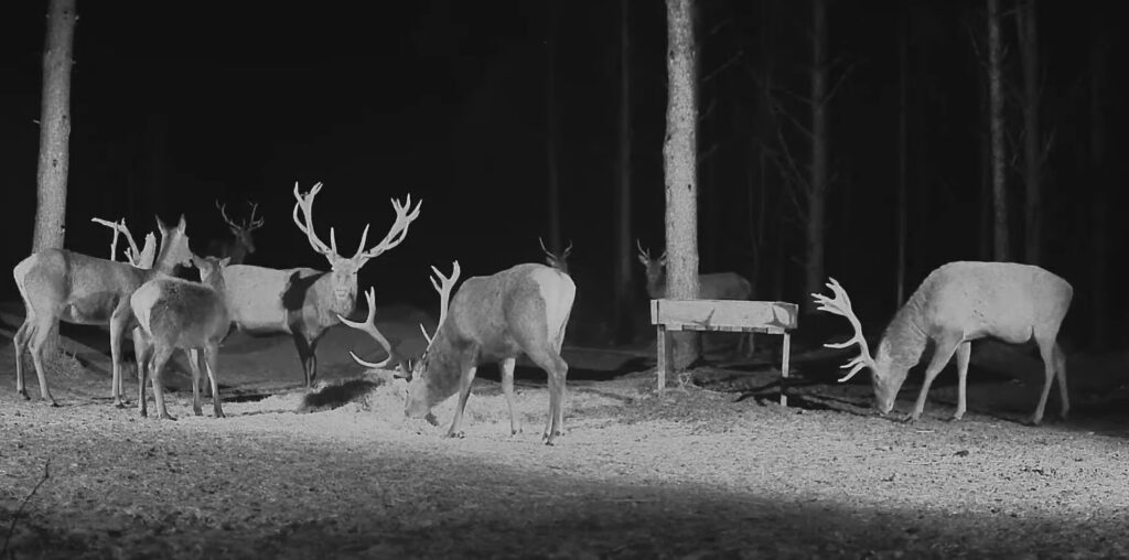 Live deer cam infrared night view with deer browsing at a woodland feeder