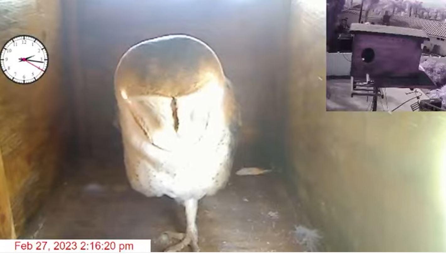 2023-02-27 14_16_28-(1) Oceanside Barn Owls - 2023.jpg