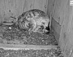 Florida Barn Owls 1st egg hatches