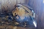 florida barn owls 2nd egg