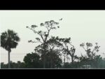 Video thumbnail for youtube video p7mzquztlfo