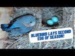 Video thumbnail for youtube video anrkiyseh24