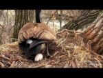 Video thumbnail for youtube video 2x-e6ek-ib8