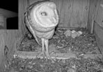 florida barn owls 3rd egg hatches