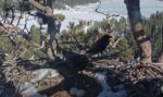 big bear eagle cam ravens eat eggs