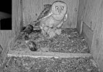6th owlet