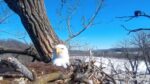Decorah Eagles