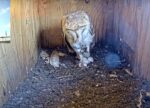 cam1 florida barn owls 4th egg