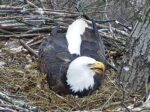 hays eagles hatch watch