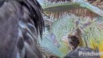 e22 eats egret