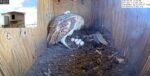 florida barn owls 5th egg