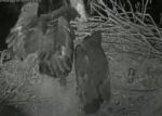 SWFL Eagles M22 attacked by OWL