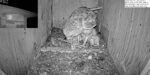 florida barn owls mom saves owlet