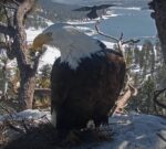 big bear eagles jackie vs ravens