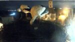 Gog-Freddy-carefully-rolls-three-eggies-1679870638.0481