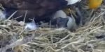 mn dnr eaglet hatches