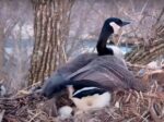 decorah goose 4th egg laid