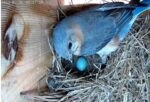 Virginia Bluebirds 1st egg