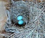 Virginia Bluebird nest 2nd egg