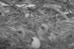 hays eagles 2nd egg hatches