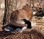 decorah goose nest 5th egg laid