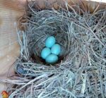 bluebird nest with 4th egg laid
