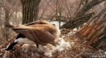 decorah goose 6 eggs