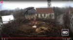 5 eggs storks nest