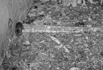 florida barn owl cam live mouse