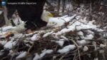 MN DNR NEST DESTROYED