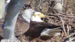 us steel eagles hatch watch