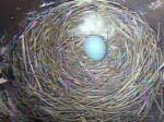 TN BLuebirds