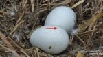 Decorah Eagles PIP