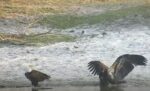 SWFL EAGLES E22 takes bath