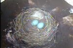 TN Bluebird 2nd egg