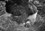 Decorah Eagles 1st egg hatched