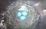 TN Bluebirds
