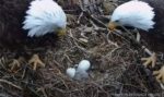 Decorah dad meets first eaglet 2023