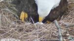 us steel eagles pip in egg