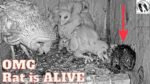 Video thumbnail for youtube video 3utjggyiawk