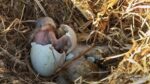 Decorah Eagles 2nd egg hatches
