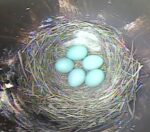 tn bluebird cam