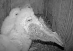 Barn Owlet swallows entire rabbit
