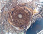 Cardinal Nest