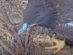 swfl eagles e21