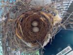 cardinal-nest-cam-2nd-egg