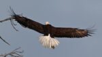 SWFL Eagles Intruder