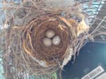 littlehouse-cardinals-3rd-egg