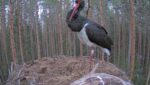 black storks nesting live cam