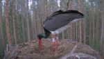 black storks nesting live cam estonia